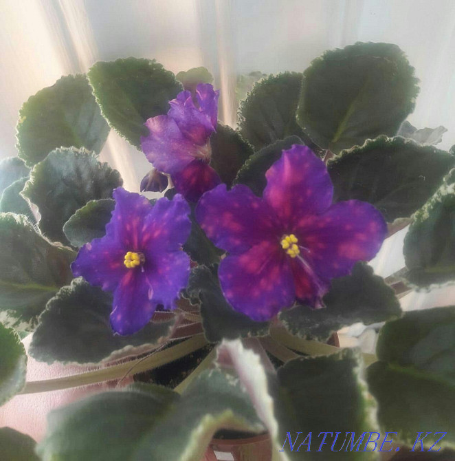 Collection children of violets. All varieties are signed. Almaty - photo 5