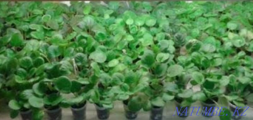 Collection children of violets. All varieties are signed. Almaty - photo 2