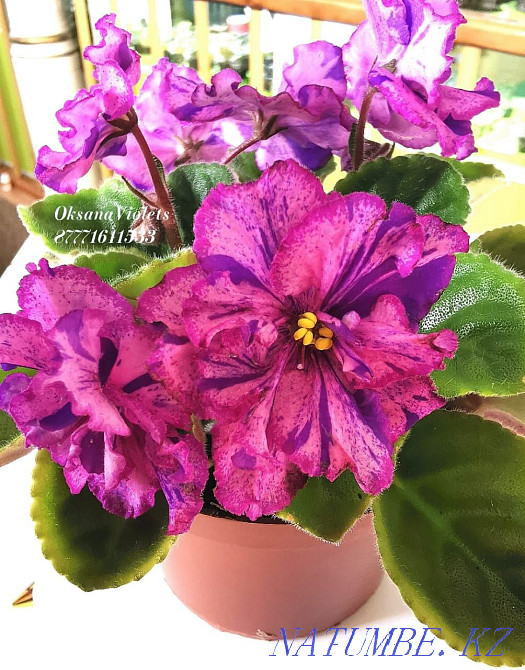 Collection children of violets. All varieties are signed. Almaty - photo 1