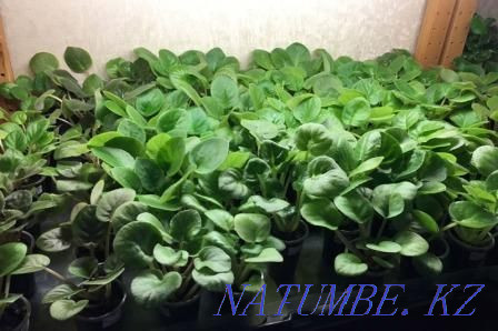 Collection children of violets. All varieties are signed. Almaty - photo 3