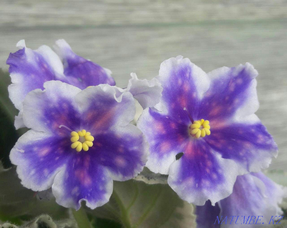 Collection children of violets. All varieties are signed. Almaty - photo 6