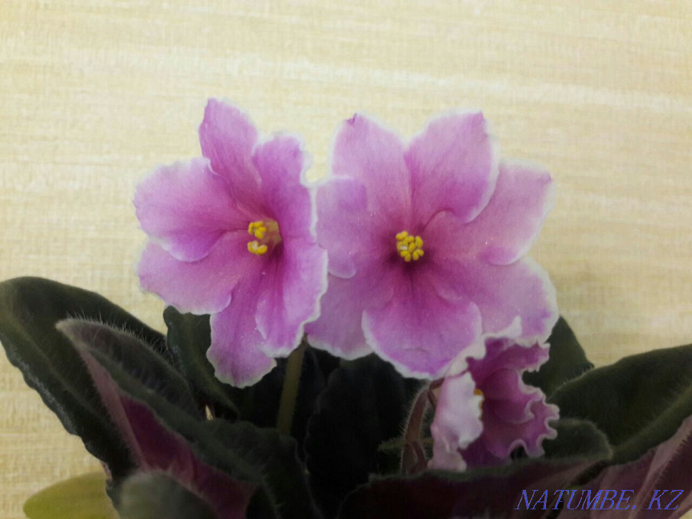 Collection children of violets. All varieties are signed. Almaty - photo 4