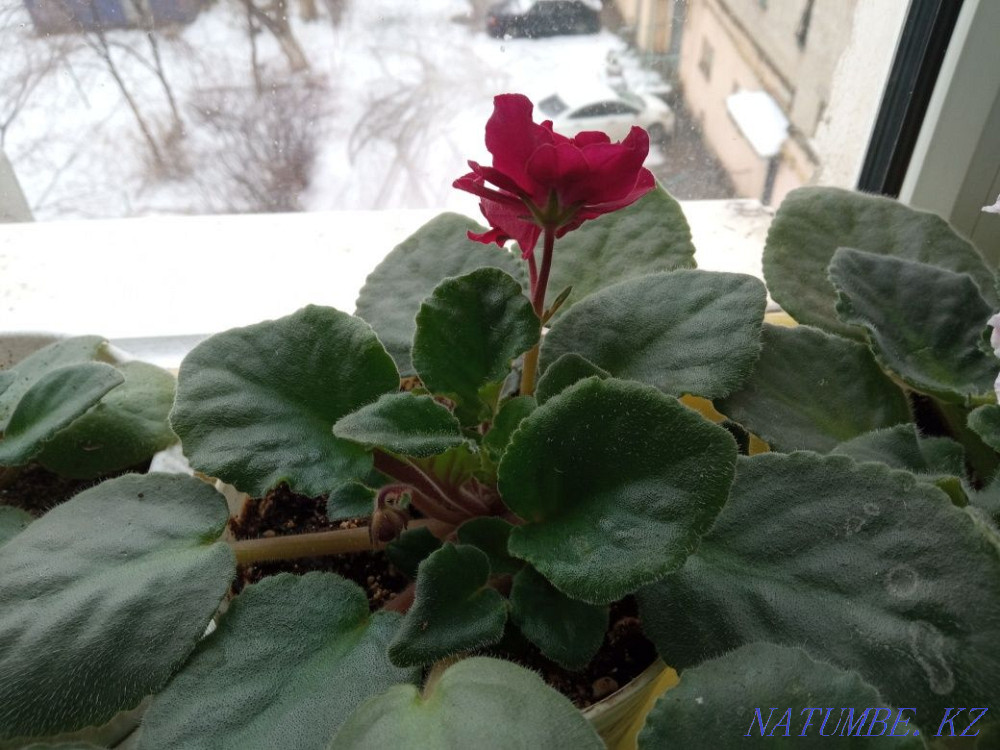 Продам фиалки цветущие и в рассаде, Нура - изображение 3