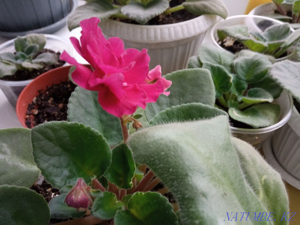 Продам фиалки цветущие и в рассаде, Нура - изображение 1