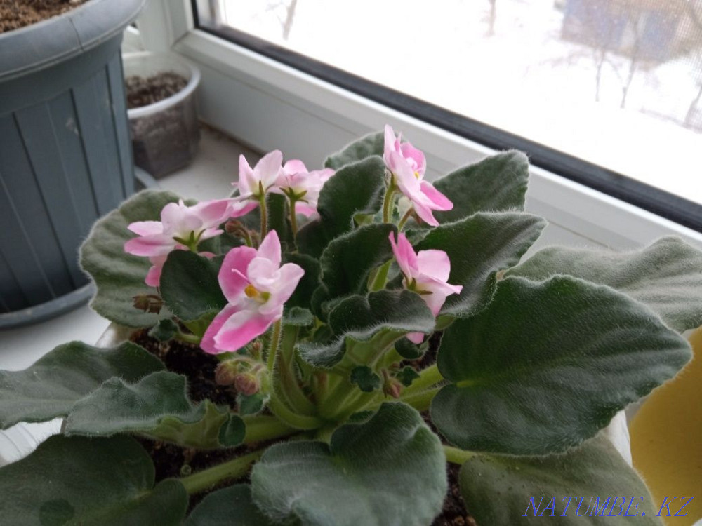 Продам фиалки цветущие и в рассаде, Нура - изображение 2