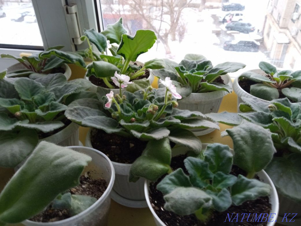 Продам фиалки цветущие и в рассаде, Нура - изображение 6