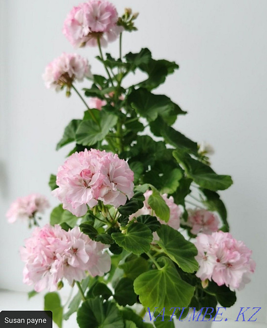 Pelargonium, geranium-rooted cuttings Aqtobe - photo 7