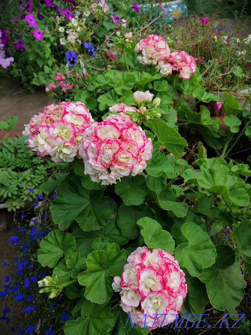 Pelargonium, geranium-rooted cuttings Aqtobe - photo 5