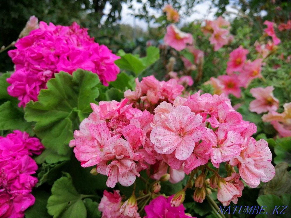 Pelargonium, geranium-rooted cuttings Aqtobe - photo 1