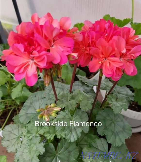 Pelargonium, geranium-rooted cuttings Aqtobe - photo 4