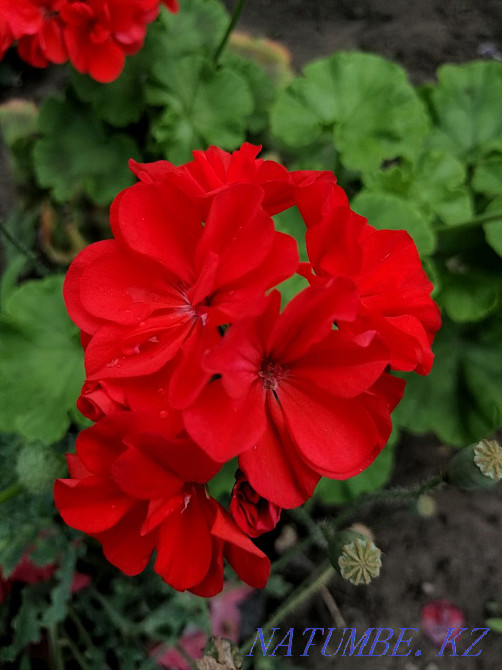 Pelargonium, geranium-rooted cuttings Aqtobe - photo 6