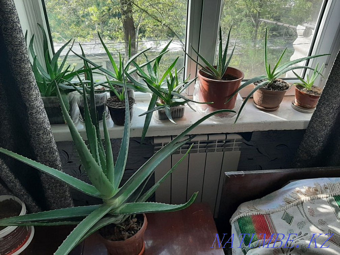 Aloe 3 years and 5 years  - photo 1