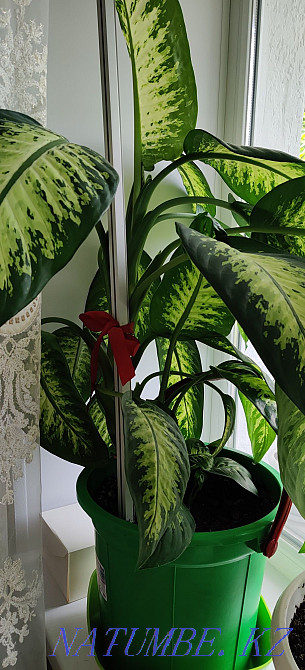 Диффенбахия, высота 90 см, р-н Абая-Республики Астана - изображение 1