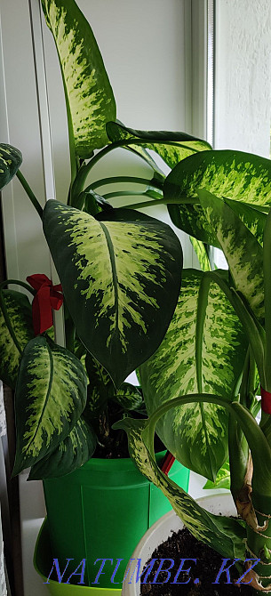 Диффенбахия, высота 90 см, р-н Абая-Республики Астана - изображение 2