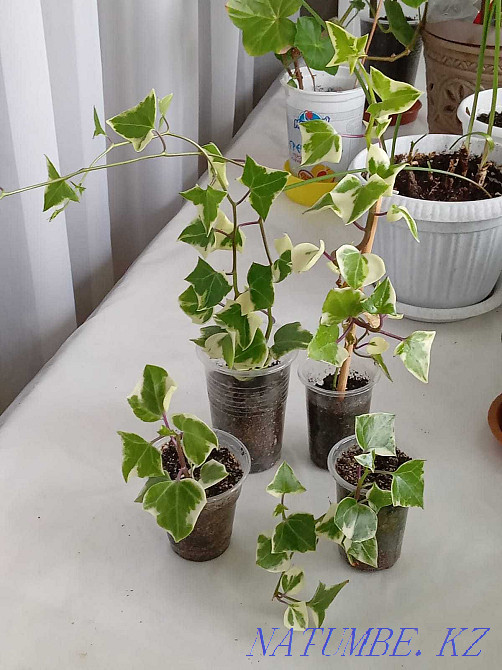 Ірі тілді тырнақша (senecio)  Петропавл - изображение 3