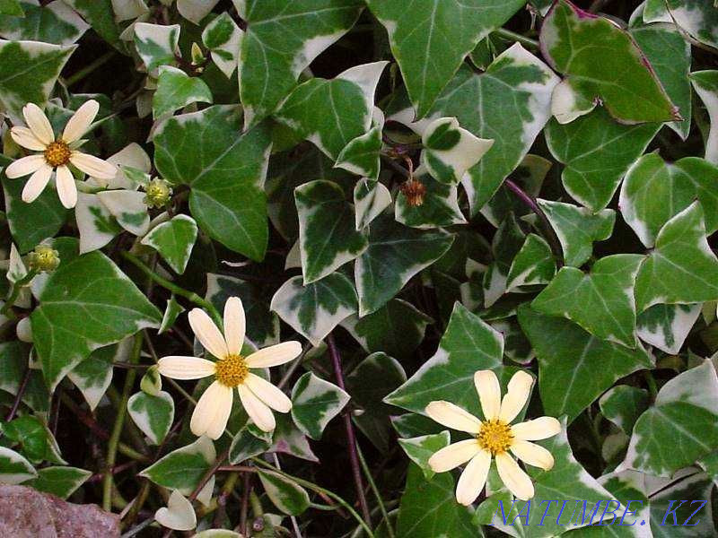 Ірі тілді тырнақша (senecio)  Петропавл - изображение 1