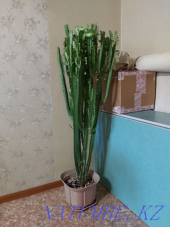 кактус высокий продам Алматы - изображение 1