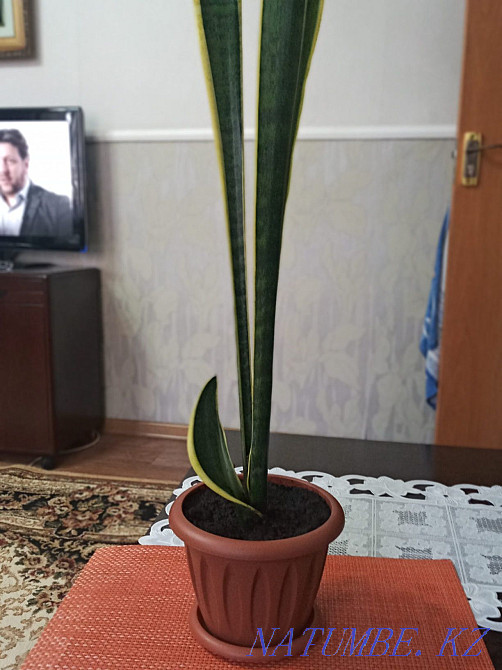 Сансеиверия,очень быстро размножается Шымкент - изображение 1