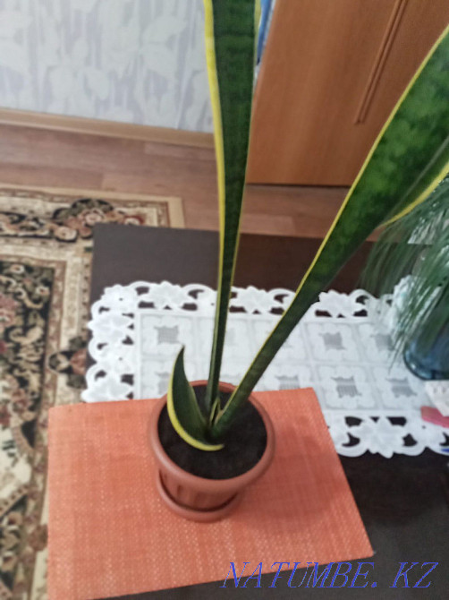 Сансеиверия,очень быстро размножается Шымкент - изображение 3