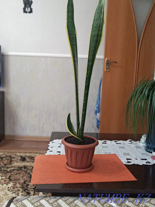 Сансеиверия,очень быстро размножается Шымкент - изображение 2