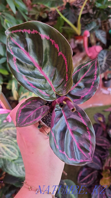 Калатэи зебрина,сандриана,фасциата,бурле макс мини,флэйм стар Алматы - изображение 5