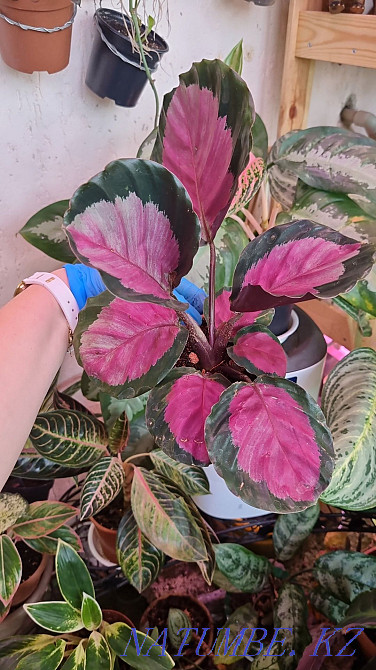 Калатэи зебрина,сандриана,фасциата,бурле макс мини,флэйм стар Алматы - изображение 4