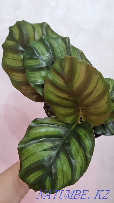 Калатэи зебрина,сандриана,фасциата,бурле макс мини,флэйм стар Алматы - изображение 2