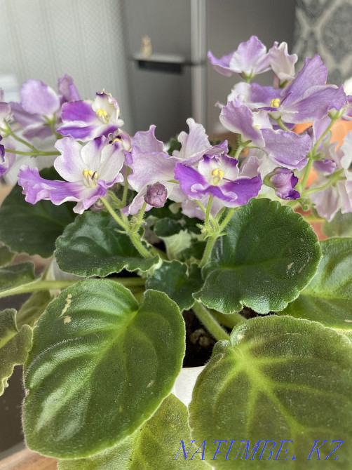 Sell varietal violets Taldykorgan - photo 8