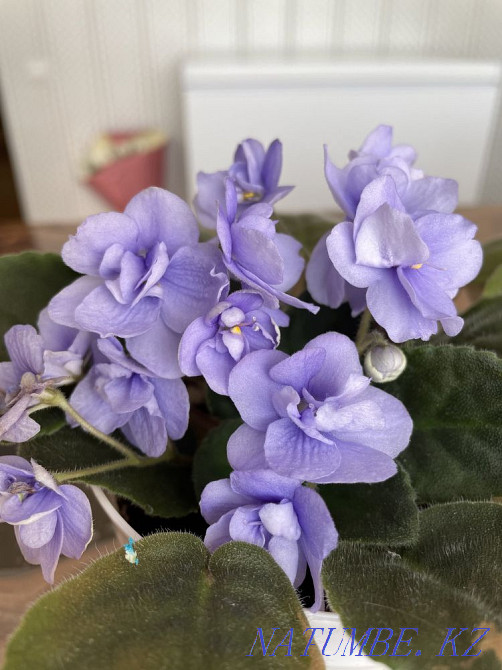 Sell varietal violets Taldykorgan - photo 1