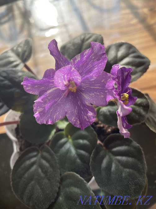 Sell varietal violets Taldykorgan - photo 4