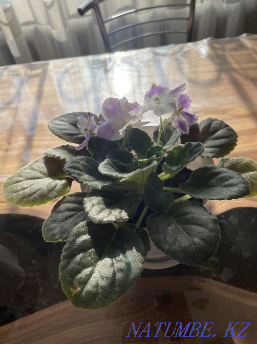 Sell varietal violets Taldykorgan - photo 5