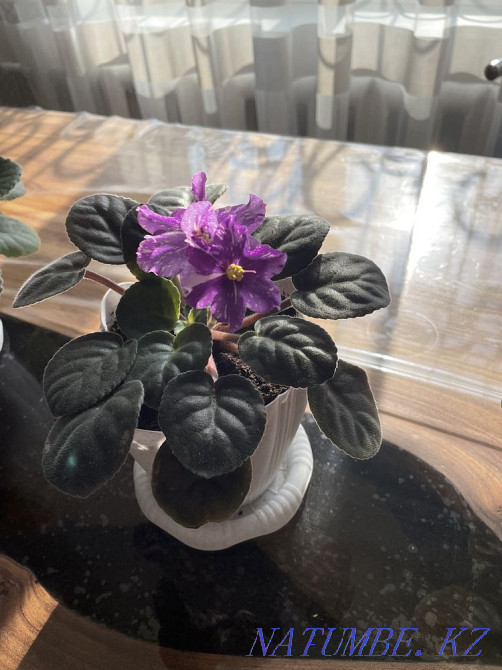 Sell varietal violets Taldykorgan - photo 3