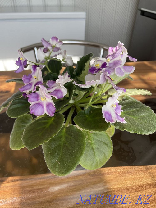 Sell varietal violets Taldykorgan - photo 6
