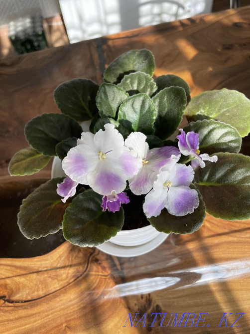 Sell varietal violets Taldykorgan - photo 7