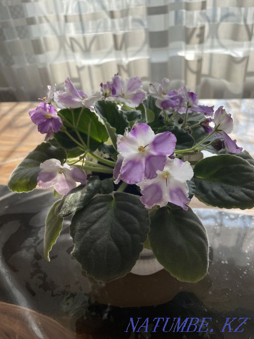 Sell varietal violets Taldykorgan - photo 2