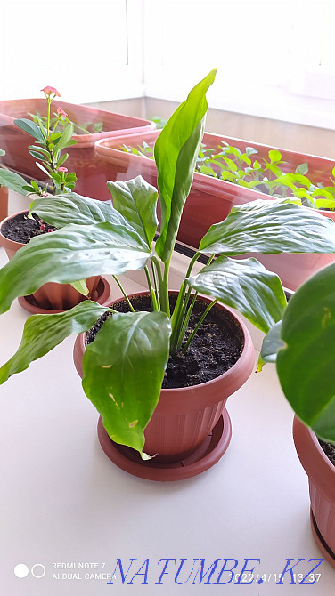 Жабық гүлдер сатыңыз  отбасы  - изображение 2