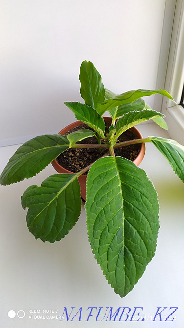 Жабық гүлдер сатыңыз  отбасы  - изображение 4