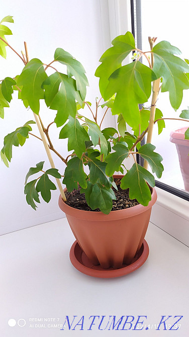 Жабық гүлдер сатыңыз  отбасы  - изображение 5