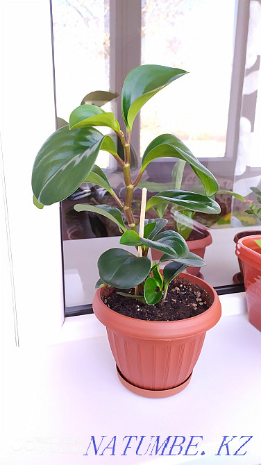 Жабық гүлдер сатыңыз  отбасы  - изображение 6