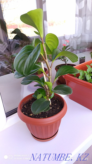 Жабық гүлдер сатыңыз  отбасы  - изображение 1