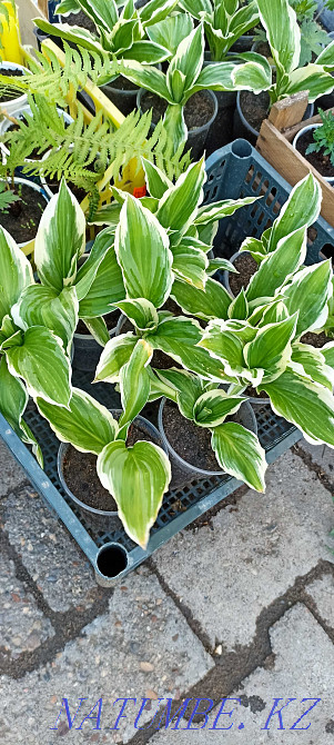 Hosta perennial garden plant Kostanay - photo 1