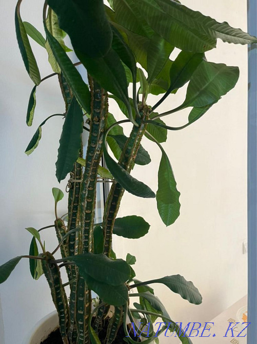 indoor flowers Almaty - photo 3