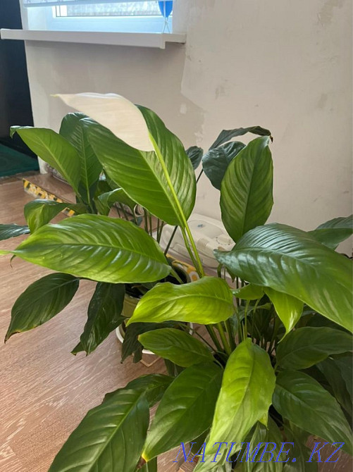 indoor flowers Almaty - photo 5