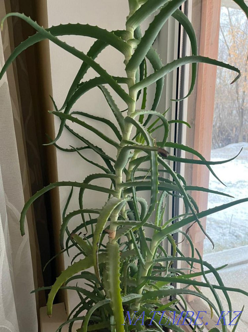 indoor flowers Almaty - photo 1