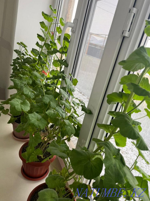 indoor flowers Almaty - photo 4