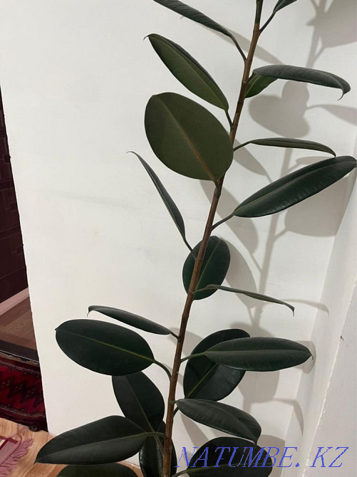 indoor flowers Almaty - photo 2