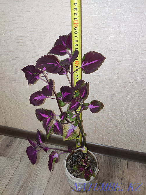 Колеус комнатные растения, станция метро Москва Алматы - изображение 3