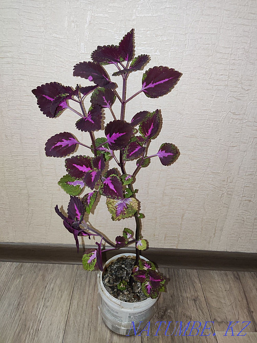 Колеус комнатные растения, станция метро Москва Алматы - изображение 4