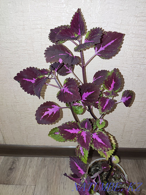 Колеус комнатные растения, станция метро Москва Алматы - изображение 1