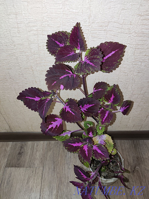 Колеус комнатные растения, станция метро Москва Алматы - изображение 2